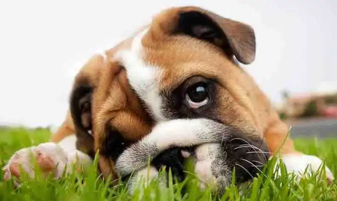 Play Cute Wallpapers Of Dogs