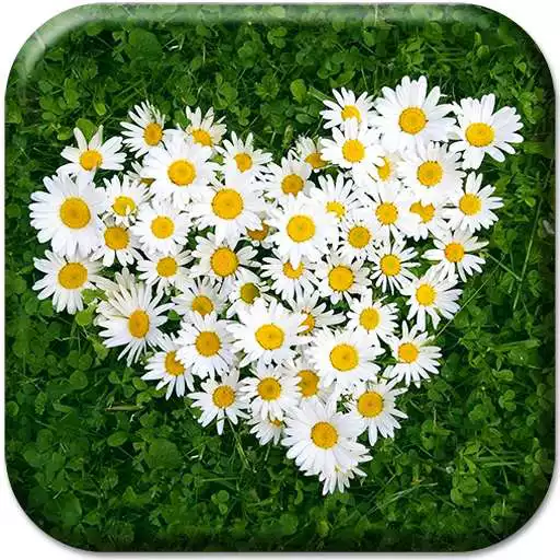 Play Daisy Live Wallpaper APK