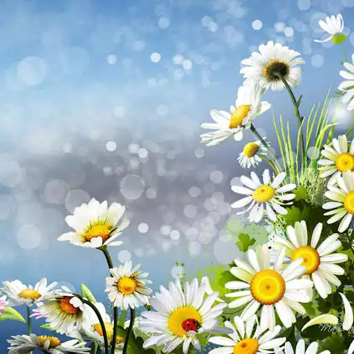 Play Daisy Live Wallpaper  and enjoy Daisy Live Wallpaper with UptoPlay