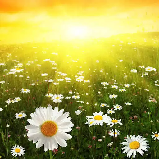 Play Daisy Live Wallpaper as an online game Daisy Live Wallpaper with UptoPlay