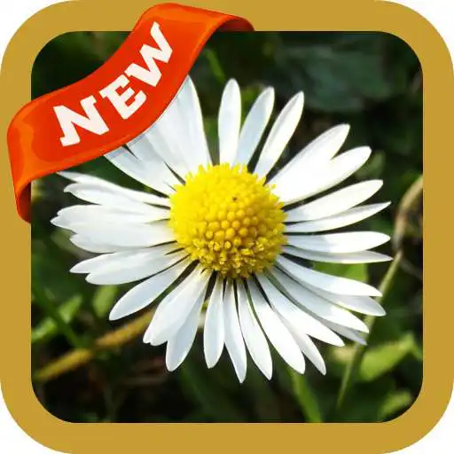 Play Daisy Wallpaper APK