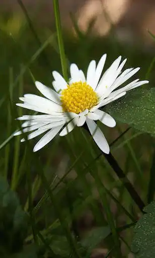 Play Daisy Wallpaper  and enjoy Daisy Wallpaper with UptoPlay