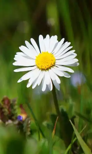 Play Daisy Wallpaper as an online game Daisy Wallpaper with UptoPlay