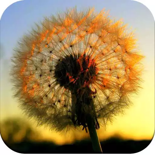 Free play online Dandelion Wallpaper HD APK