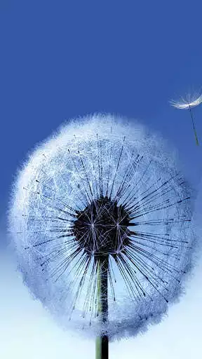 Play Dandelion Wallpaper HD