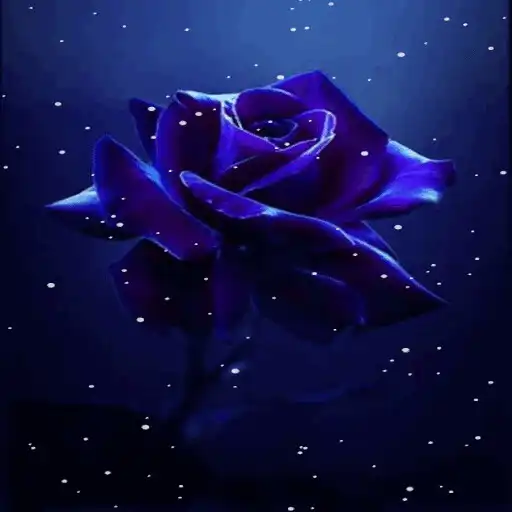 Play Dark Blue Rose LWP APK