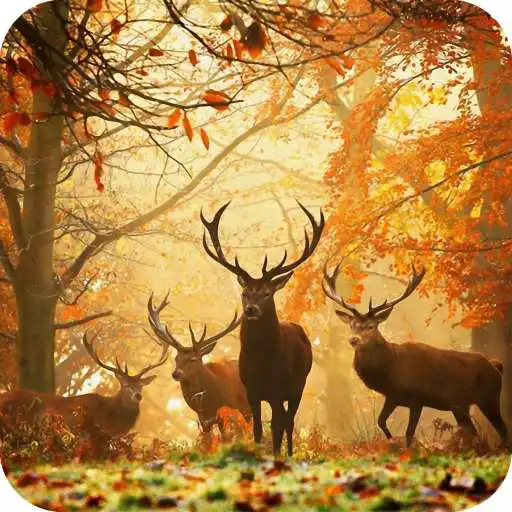 Play Deer HD Wallpaper APK