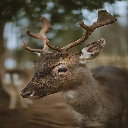 Play Deer Sounds APK