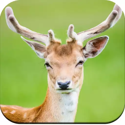 Play Deer Wallpapers 4K APK