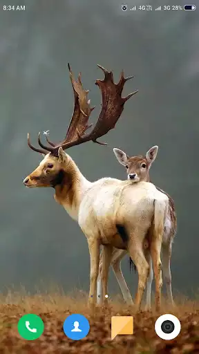 Play Deer Wallpapers 4K  and enjoy Deer Wallpapers 4K with UptoPlay