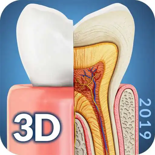 Free play online Dental Anatomy APK