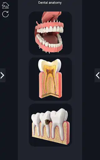 Play Dental Anatomy