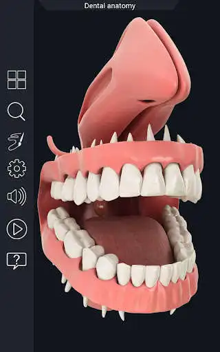 Play Dental Anatomy