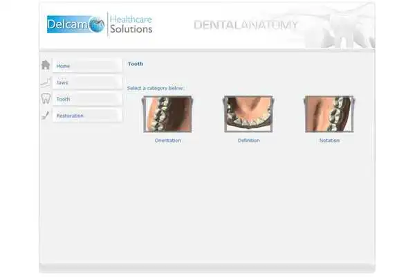 Play Dental Anatomy