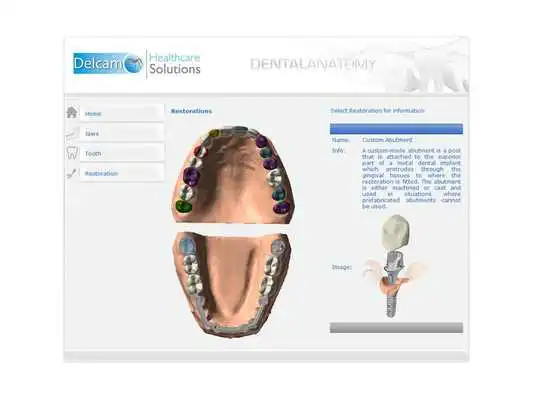 Play Dental Anatomy