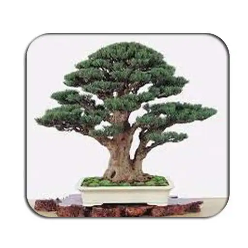 Play Design Gallery Of Bonsai Tree APK