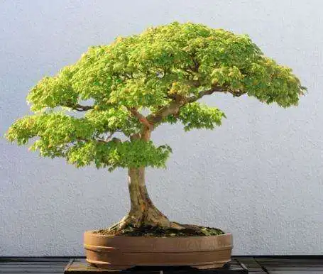 Play Design Gallery Of Bonsai Tree  and enjoy Design Gallery Of Bonsai Tree with UptoPlay