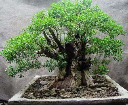 Play Design Gallery Of Bonsai Tree as an online game Design Gallery Of Bonsai Tree with UptoPlay