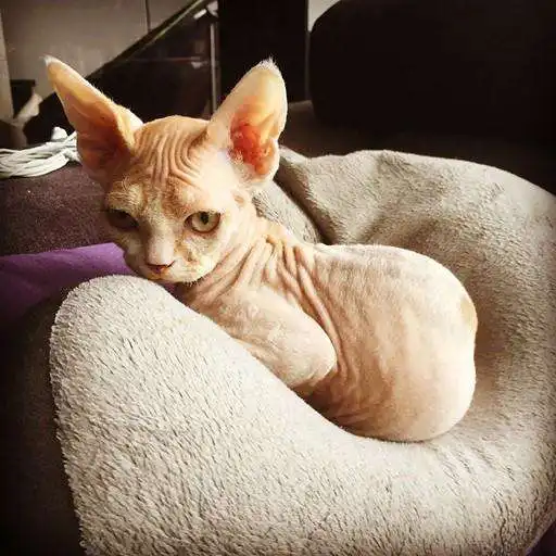 Play Devon Rex Wallpapers APK