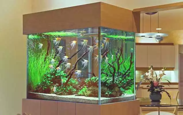 Play diy fish tank