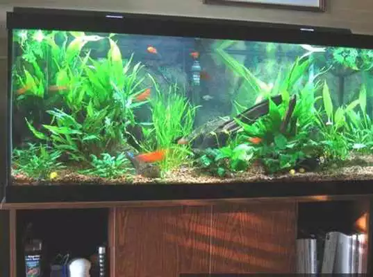 Play diy fish tank