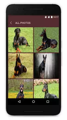 Play Doberman Dog Wallpapers as an online game Doberman Dog Wallpapers with UptoPlay