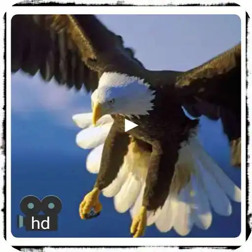 Play Documentaries hd wild birds online APK