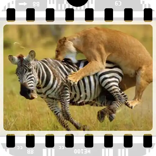 Play Documentaries wild animals APK