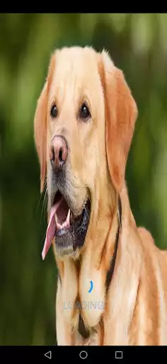 Play dog barking sounds  and enjoy dog barking sounds with UptoPlay