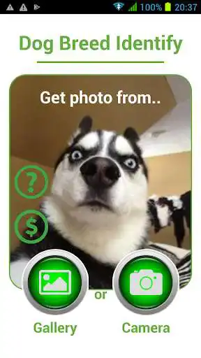 Play Dog Breed Auto Identify Photo  and enjoy Dog Breed Auto Identify Photo with UptoPlay