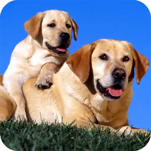 Play Dog Full HD Wallpaper APK