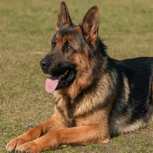 Play Dog German Shepherd Wallpapers APK