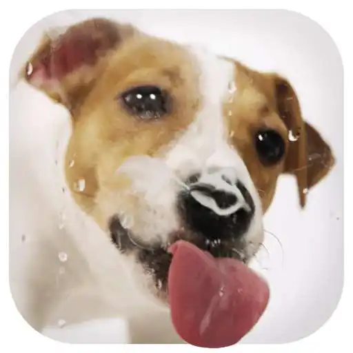 Free play online Dog Licks Screen Wallpaper 2019  APK