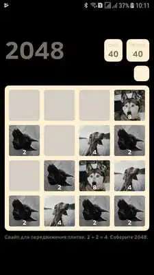 Play Dogs 2048