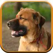 Free play online Dog Sounds for Kids APK