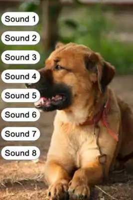 Play Dog Sounds for Kids