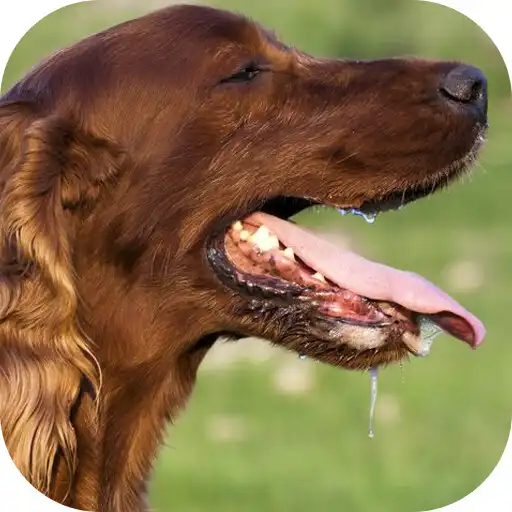 Play Dog Sounds APK