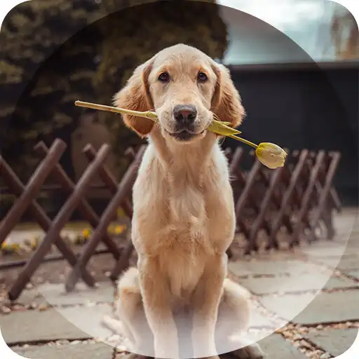 Free play online Dogs Wallpapers  APK