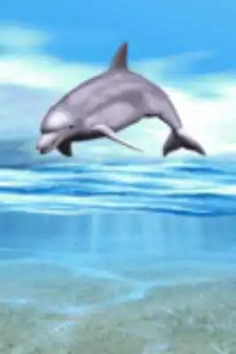 Play Dolphin Playing Live Wallpaper