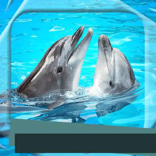 Free play online Dolphins Photo Frames  APK