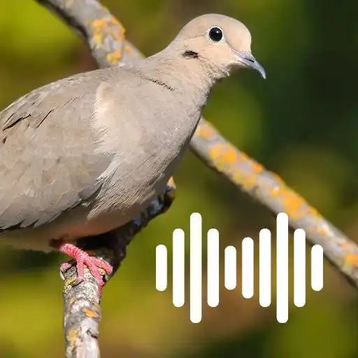 Play Dove hunting calls APK