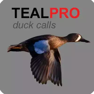 Play Duck Calls for Teal