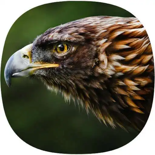 Play Eagle Ringtones APK