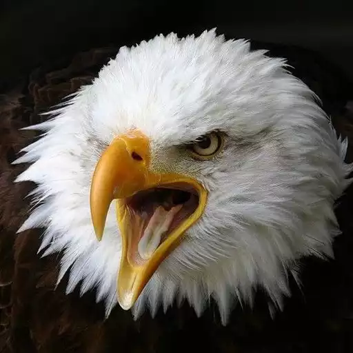 Play Eagle Wallpapers APK