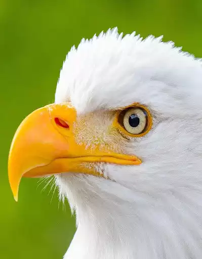 Play Eagle Wallpapers  and enjoy Eagle Wallpapers with UptoPlay