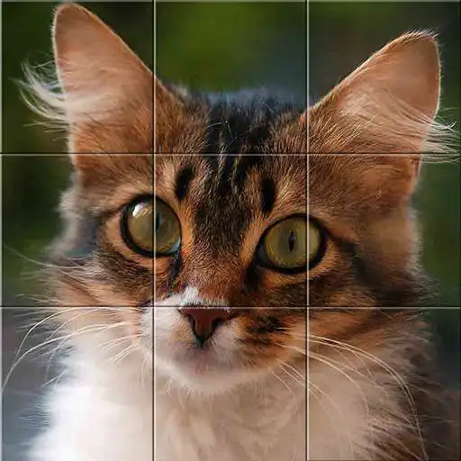 Play Easy cat puzzle APK