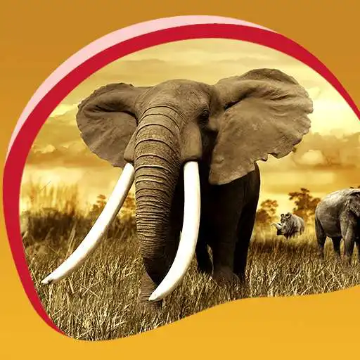 Free play online Elephant Live Wallpapers  APK