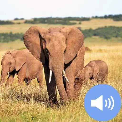 Play Elephant Sounds and Wallpapers APK