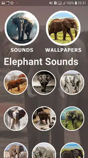 Play Elephant Sounds and Wallpapers as an online game Elephant Sounds and Wallpapers with UptoPlay