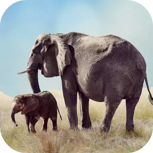 Play Elephant Sounds APK